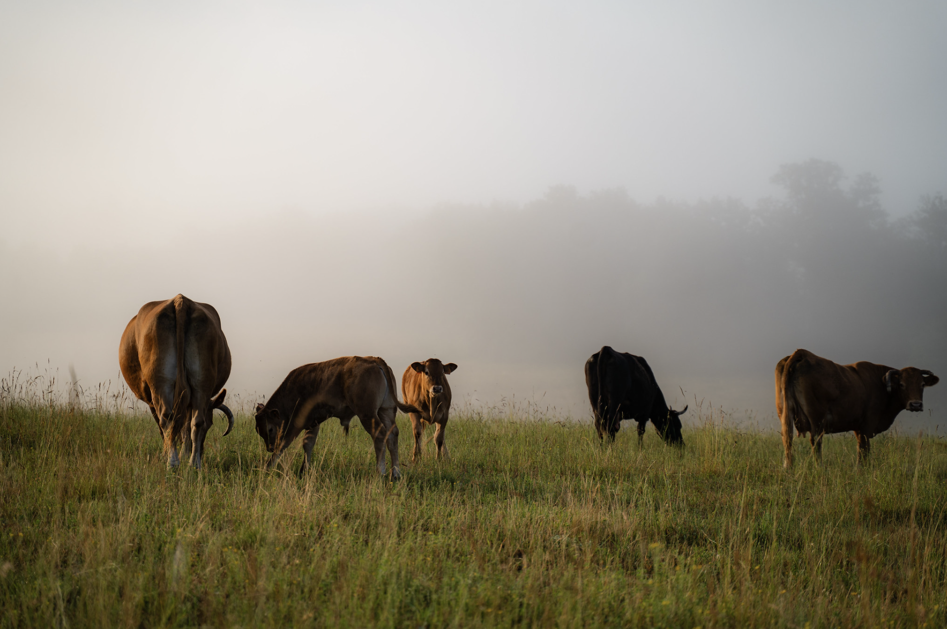 At least a thousand cows ©Krynds